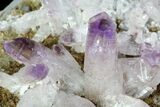 Amethyst Cluster - Las Vigas, Mexico #84398-5